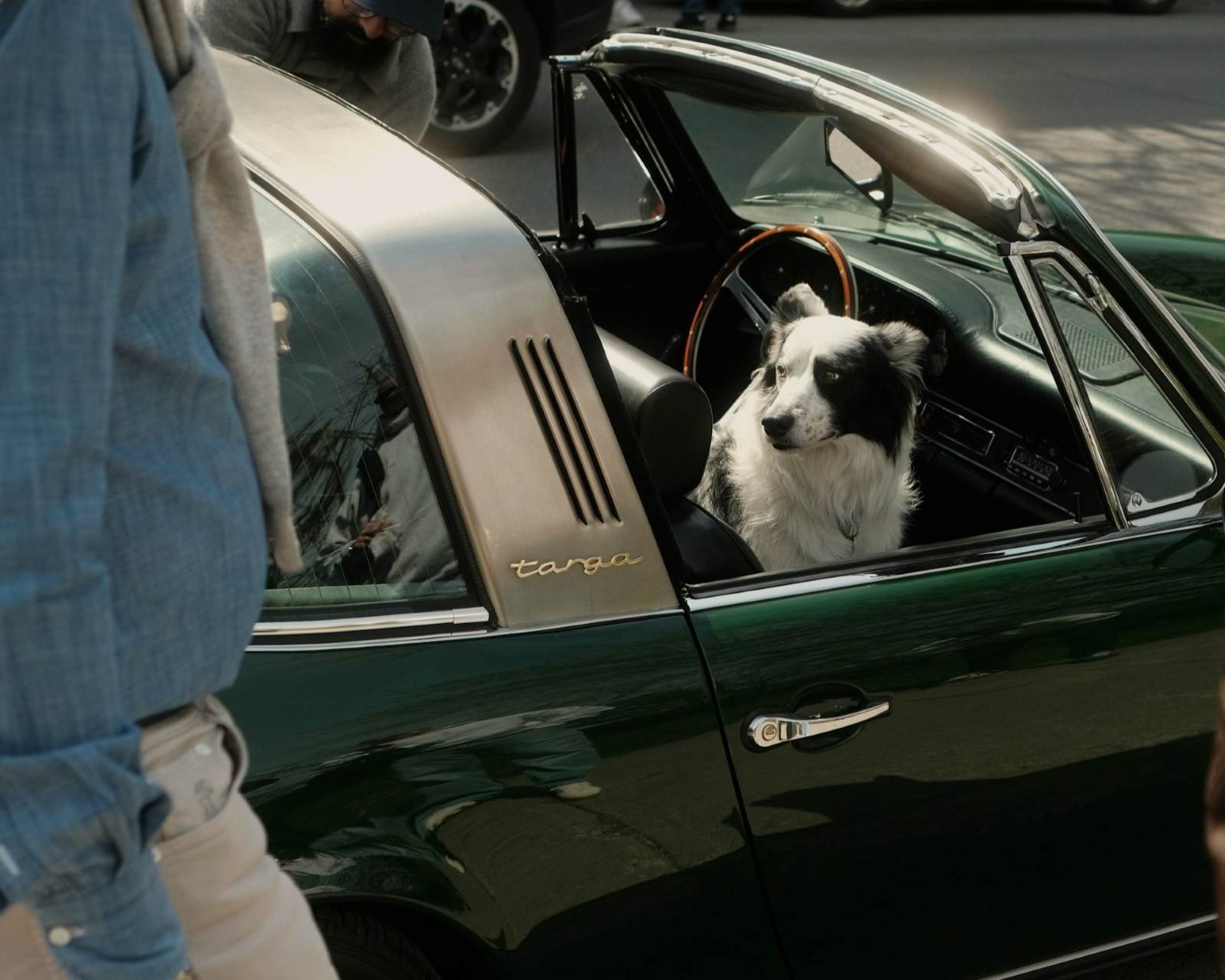 Can We Really Make Our Pets Live Longer?